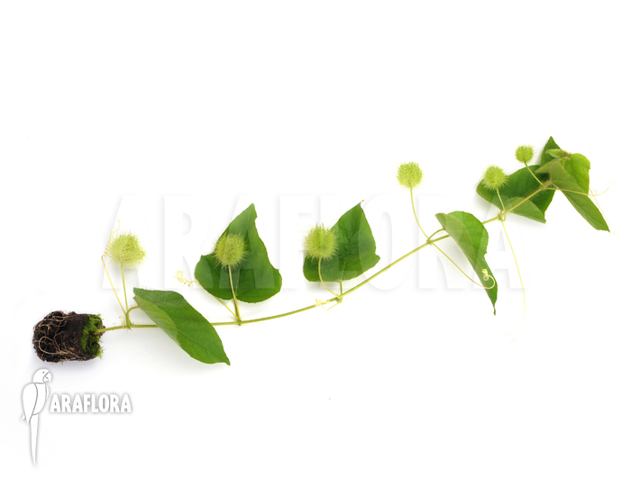 Passiflora foetida &lsquo;Platanal&rsquo;