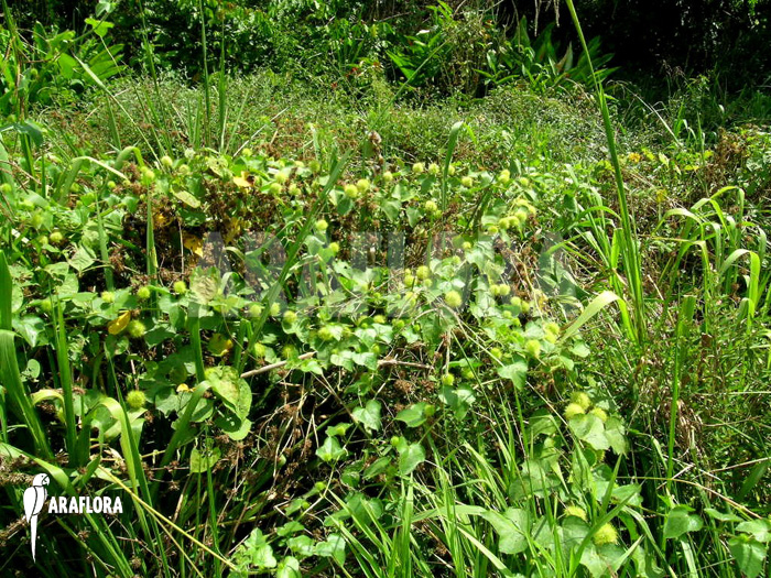 Passiflora foetida &lsquo;Platanal&rsquo;
