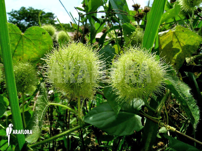 Passiflora foetida &lsquo;Platanal&rsquo;