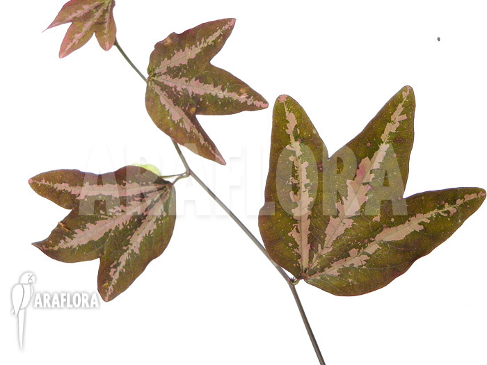 Passiflora trifasciata