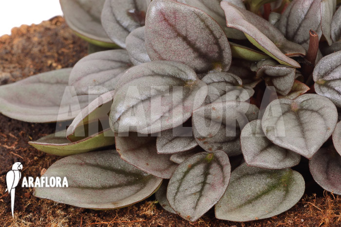 Peperomia &lsquo;Milano&rsquo;