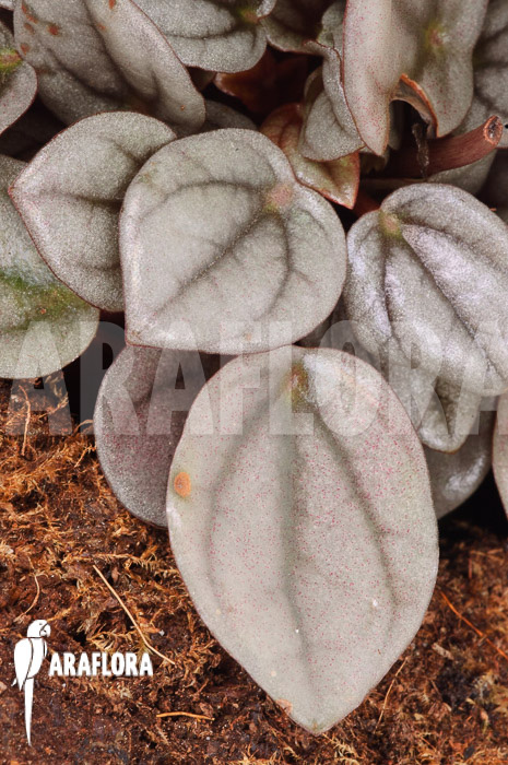 Peperomia &lsquo;Milano&rsquo;