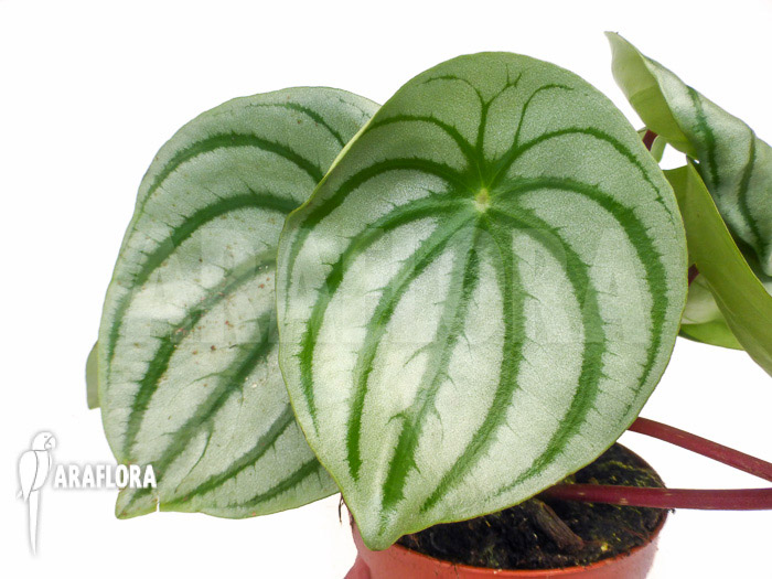 Peperomia argyreia