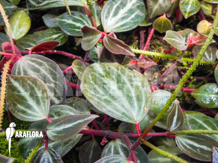 Peperomia bicolor