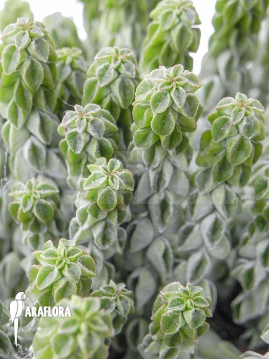 Peperomia columella &lsquo;XL&rsquo;