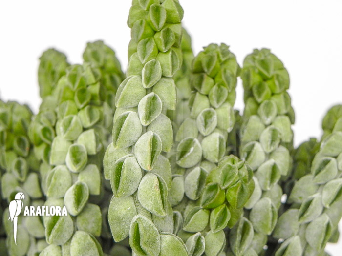 Peperomia columella &lsquo;XL&rsquo;