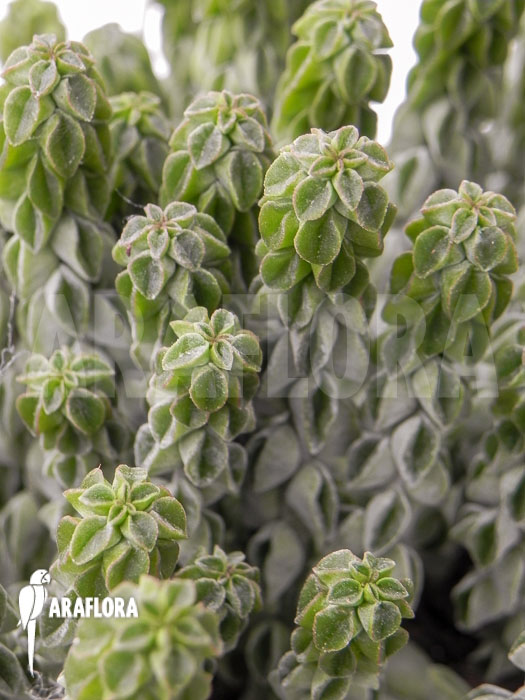 Peperomia columella &lsquo;XL&rsquo;