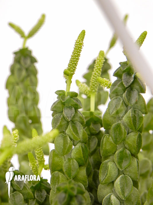 Peperomia columella &lsquo;XL&rsquo;