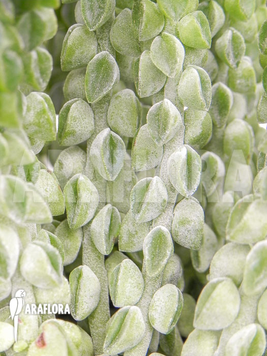 Peperomia columella &lsquo;XL&rsquo;