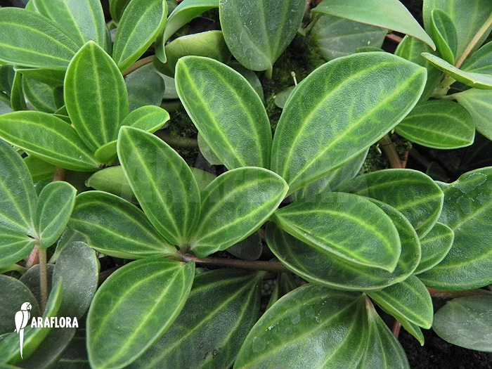Peperomia dahlstedtii