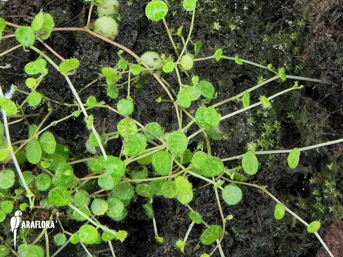 Peperomia emarginella