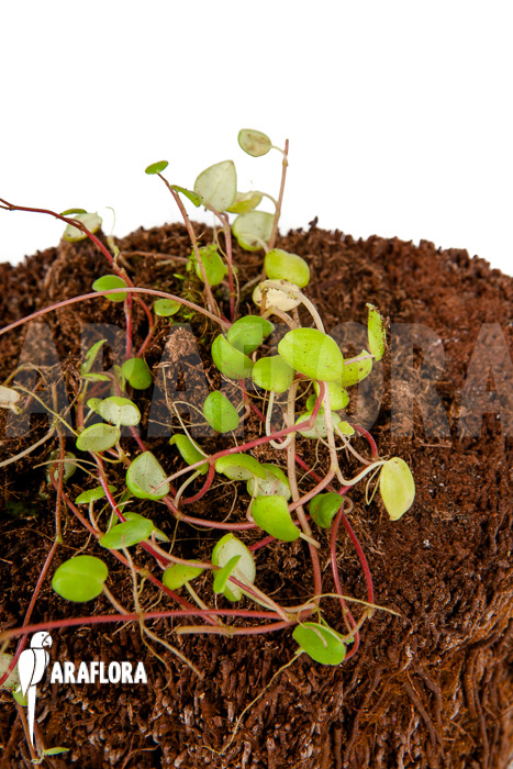 Peperomia fagerlindii