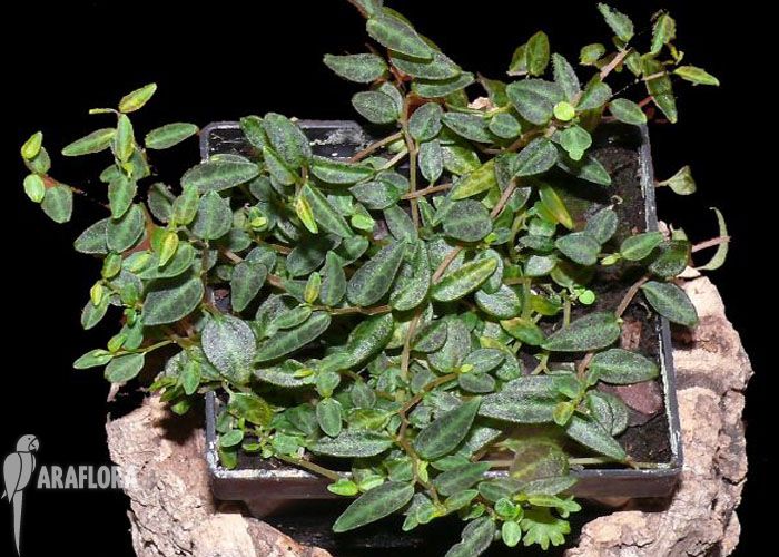Adult example plant of peperomia jamesoniana