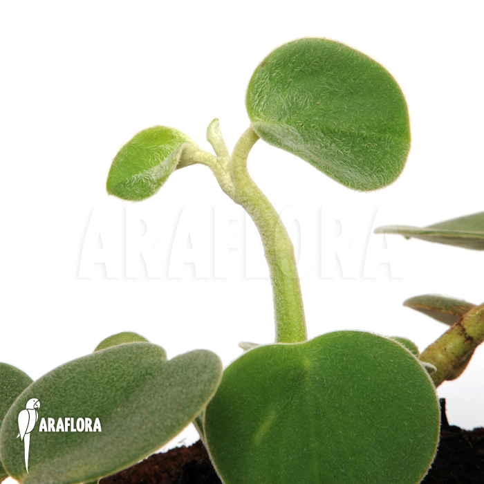 Peperomia incana