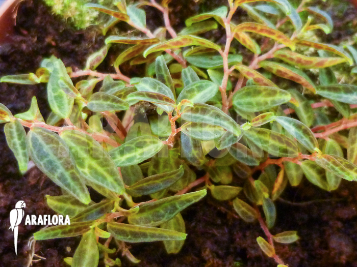 Peperomia jamesoniana &lsquo;S&rsquo;