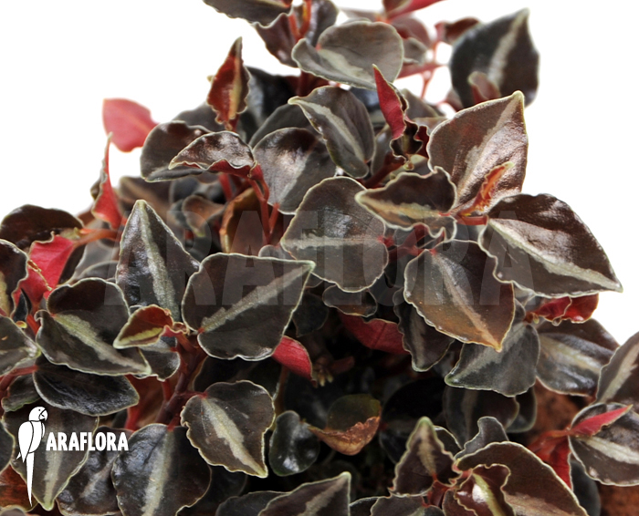 Peperomia metallica var. colombiana