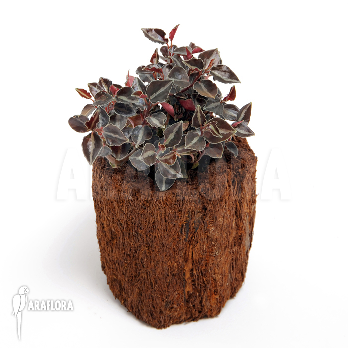 Peperomia metallica var. colombiana