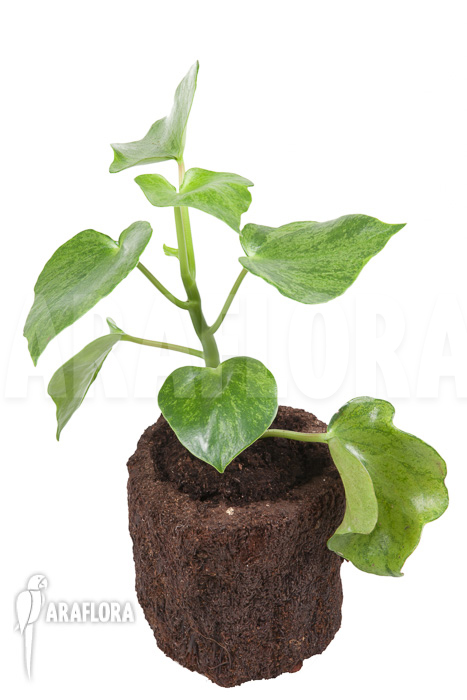 Peperomia polybotrya variagated L