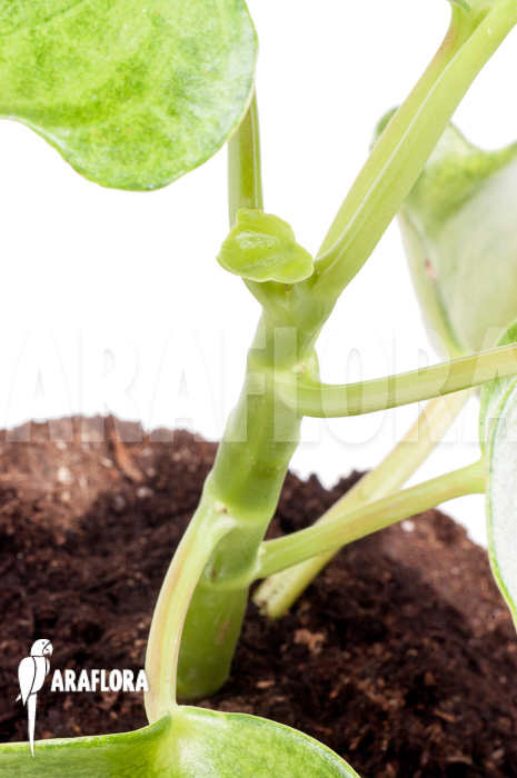 Peperomia polybotrya variagated L