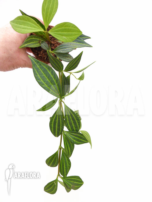 Peperomia puteolata &lsquo;L&rsquo;