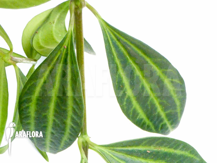 Peperomia puteolata &lsquo;L&rsquo;