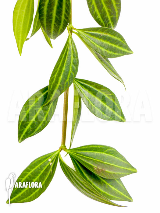 Peperomia puteolata &lsquo;L&rsquo;