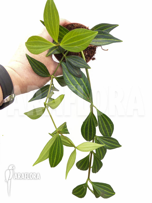 Peperomia puteolata &lsquo;L&rsquo;