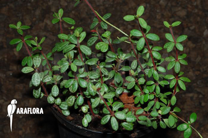 Peperomia rubella