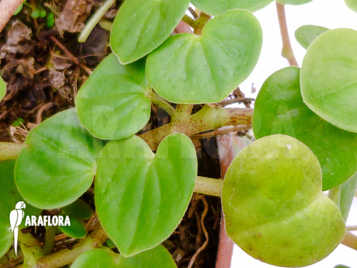 Peperomia serpens &lsquo;Costa Rica&rsquo;