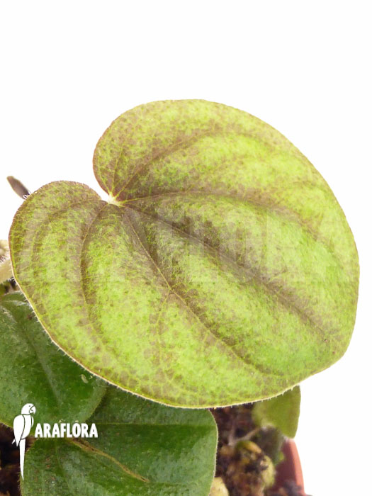 Peperomia stolonifera