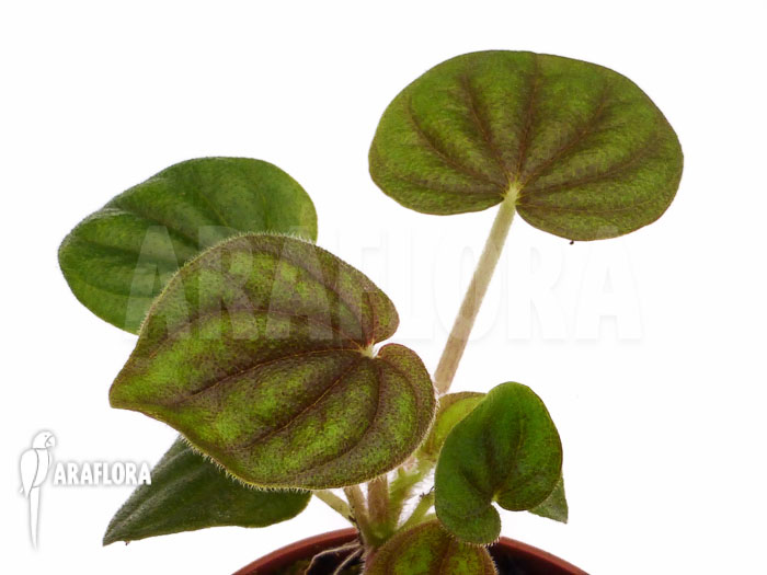 Peperomia stolonifera