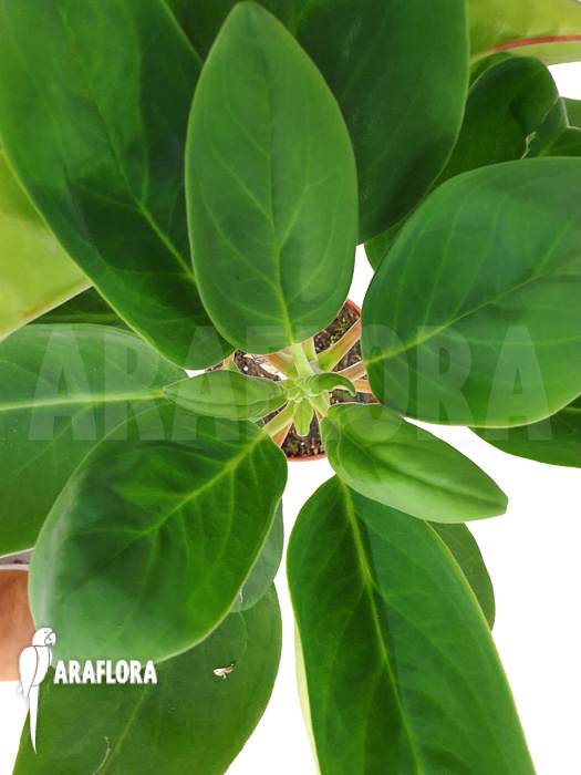 Peperomia vestita var. lindenii