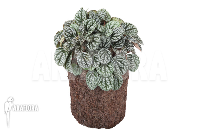 Peperomia x burbella