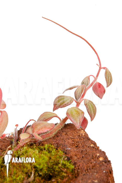 Peperomia x rauvema &lsquo;S&rsquo;