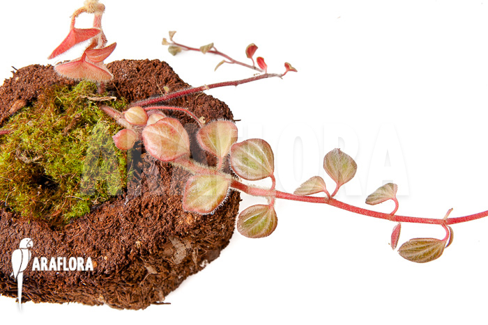 Peperomia x rauvema &lsquo;S&rsquo;