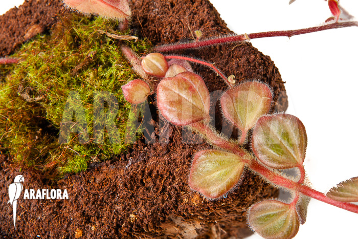 Peperomia x rauvema &lsquo;S&rsquo;