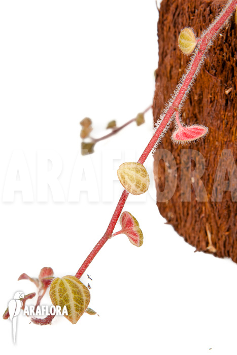 Peperomia x rauvema &lsquo;S&rsquo;