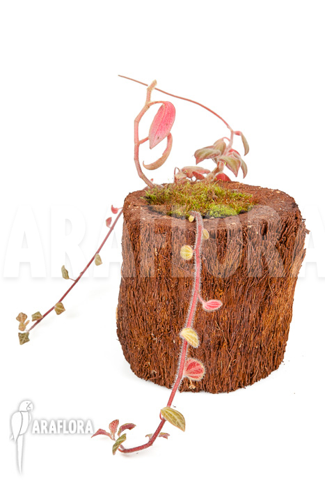 Peperomia x rauvema &lsquo;S&rsquo;