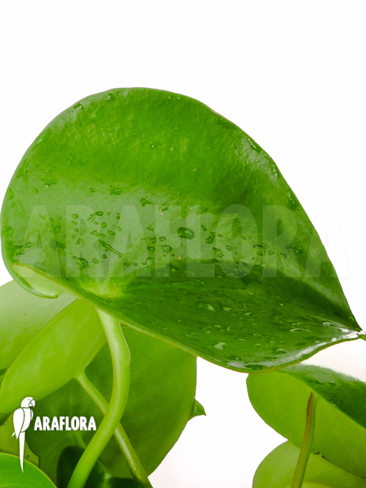 Peperomia x water pearl