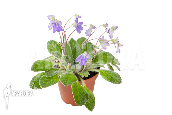 Petrocosmea hybride