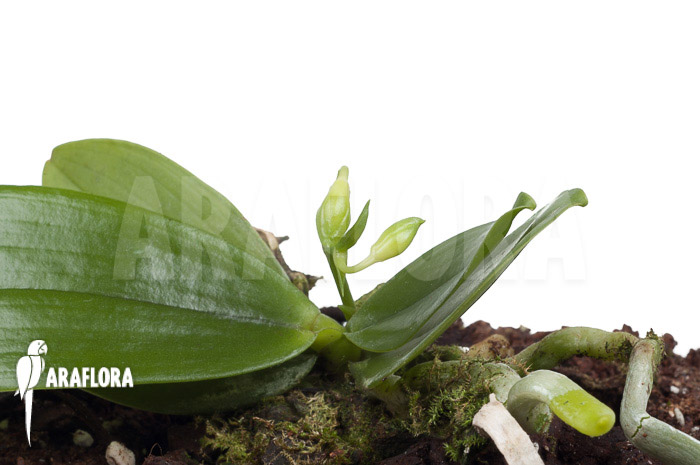 Phalaenopsis mannii var flava