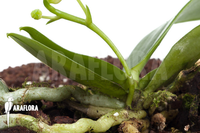 Phalaenopsis mannii var flava