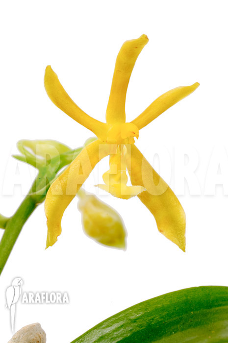 Phalaenopsis mannii var flava &lsquo;L&rsquo;