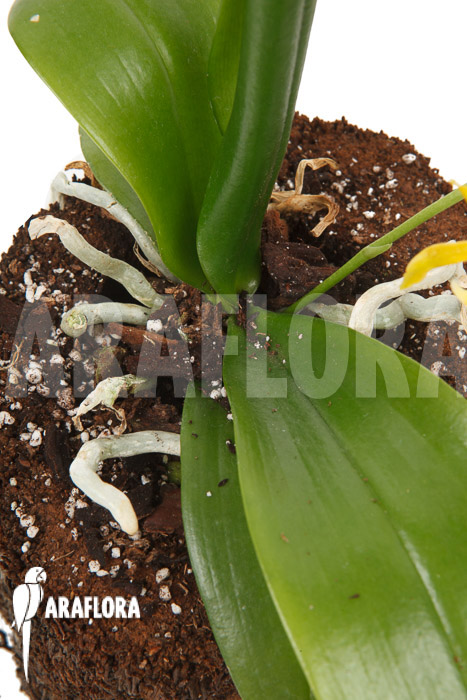 Phalaenopsis mannii var flava &lsquo;L&rsquo;