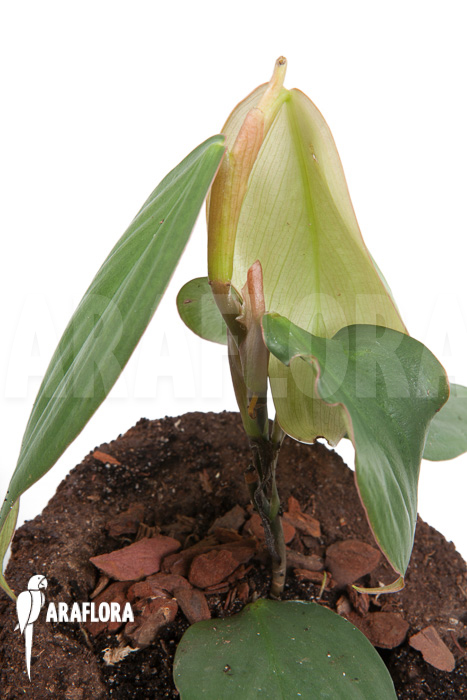 Philodendron &lsquo;Burle Marx Fantasy&rsquo;