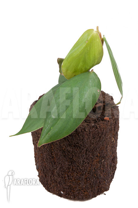 Philodendron &lsquo;Burle Marx Fantasy&rsquo;