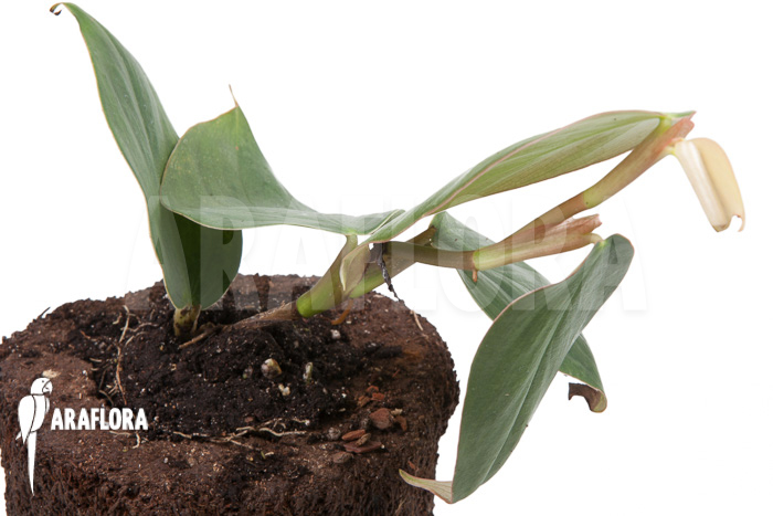 Philodendron &lsquo;Burle Marx Fantasy&rsquo;