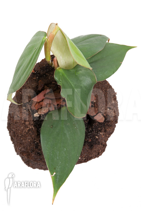 Philodendron &lsquo;Burle Marx Fantasy&rsquo;