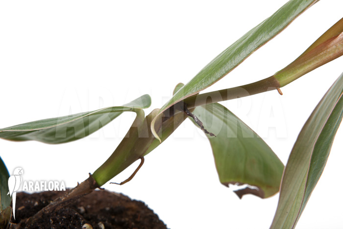 Philodendron &lsquo;Burle Marx Fantasy&rsquo;