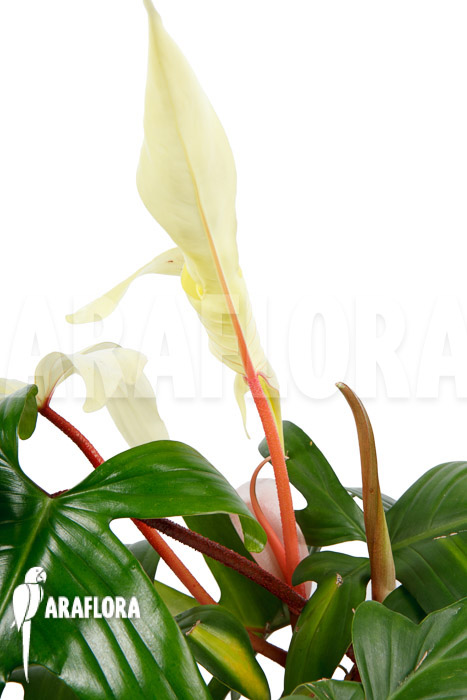 Philodendron Florida Ghost &lsquo;L&rsquo;